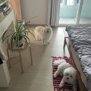 캐슬 | 부산 일상.귀여운 강아지.집꾸미기.기장나들이.결혼준비.출장