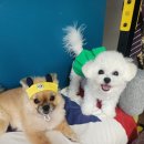 밍키펫마트