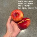 (주)헬로우투어 | [이탈리아] 6월 희년 바티칸투어 패스트트랙 헬로우트래블 내돈내산 후기(신혼여행)