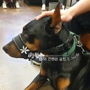 동물병원 HADA 이미지