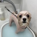 와니살롱 이미지