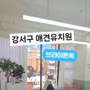 브라이튼독 이미지