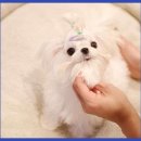 쉬크독 | 인천강아지분양 사랑스러운 소중한 가족, 쉬크독에서 만나요