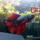 덥석육포