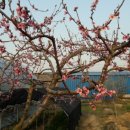 황금빛농장 이미지