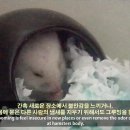 조이그루밍 이미지
