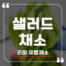 채소 | 프리미엄 무농약 샐러드 채소 리피 후기