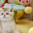 김포고양이분양 맘스캣 이미지