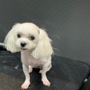 Re Pet 애견샵 이미지