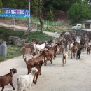 산양축산 이미지