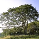 소나무(백송, 곰솔, 반송, 숲 포함) 천연기념물 목록 이미지