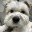 1729 | [❤️입양후기❤️] 1729. 까꿍이🐶