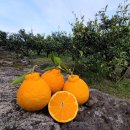 쭌이네 | 한라봉 제주감귤 택배 후기 쭌이네과수원에서 받은 제주특산품