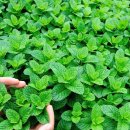 민트1호점 이미지