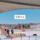 종인목장 | 아이랑 가기 좋은 증평 벨포레 목장! 주말 양몰이쇼 관람, 먹이체험, 얼룩말 카페 후기