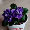 바이올렛 이미지