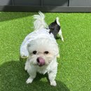 멍크라운 이미지