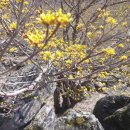 지리산산수유 이미지