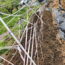 샬롬농장 이미지