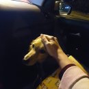 더펫(The Pet) 이미지