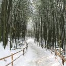 죽녹원 이미지