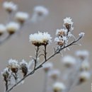 서리꽃(사진) 이미지