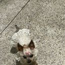 분당밝은아이동물병원 이미지