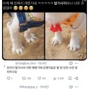 BS조은동물병원 | [속초 애견동반 맛집추천] 강아지와 2박3일 속초여행 후기