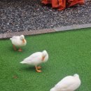 1857 | [가평] 캠프아리울 당일치기 캠핑 후기🏕