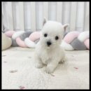 멍앤냥 강아지고양이 안양점 이미지