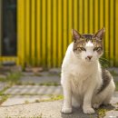 고양이 마을 이미지