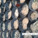 고비올 농장 이미지