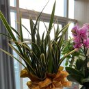 초록나무한의원 이미지