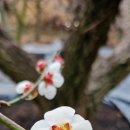 삼정선비마을 | "저 매화에 물을 주거라" 퇴계 이황이 마지막 순간까지 사랑한 꽃, 매화 이야기 🐦