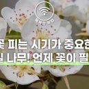 과일나무 이미지