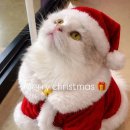 야옹아놀자 마곡점 | (12월후기) 연말인데 다들 망원점 구경하러 오시는군여..?