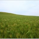 옛날보리집 이미지