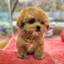 시원애견 이미지