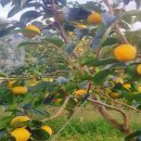 단감농장 이미지