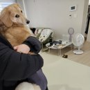 옆집강아지 | 현관문 방음 - 강아지 짖는 소음 예방!!(경기도 평택시 고덕동 현관문 방음재 시공)