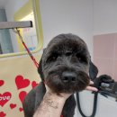 굿데이멍 이미지