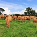 하나로목장 이미지