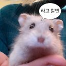 조선숯불두마리치킨 - 수영구 감포로 100 | 조선숯불두마리치킨