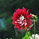 카스월드 이미지