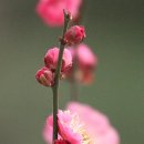 교리5리여자경로당 | 화순 금소당(琴嘯堂)