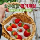 팜스마트 | 고창 상하농원 아이와 딸기농부체험 스마트팜 후기