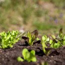 청룡텃밭 이미지