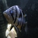 포크포크 이미지