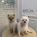 망고&체리 애견샵 네이버블로그