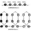 탄수화물은 어떻게 결합되어 있나요?(다당체) -단당류,이당류,다당류 구조식(네이버 폄) 이미지